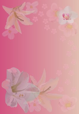 lily ve orkide çiçekli pembe bir arka plan