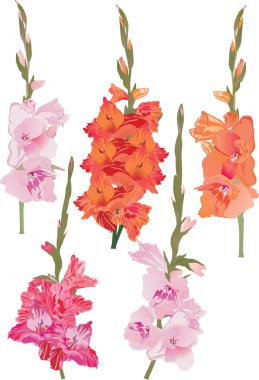 five gladiolus branches set clipart