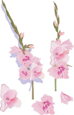 roze gladiolen bloemen illustratie