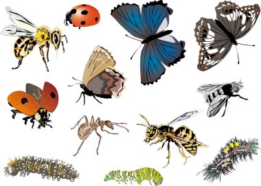 twelve color insects collection clipart