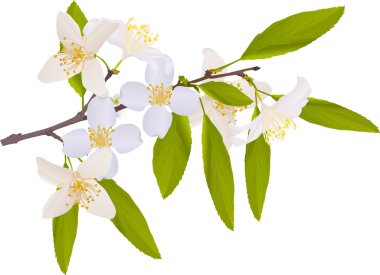 jasmin branch illustration clipart