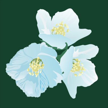 three jasmin flowers on green clipart