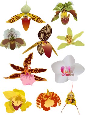 set of ten isolated orchids clipart