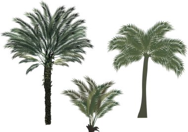 three palm trees on white clipart