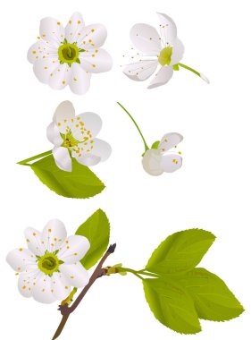 Beyaz kiraz ağacı çiçek seti