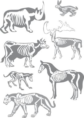 animals skeletons collection on white clipart