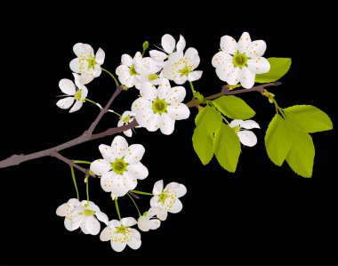 branch with cherry tree flowers on black clipart