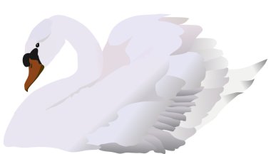 isolated white swan clipart