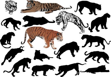 tiger large collection clipart