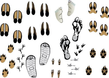 animal and human tracks isolated on white clipart