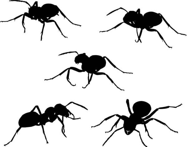 Zestaw pięciu mrówka sylwetki — Wektor stockowy