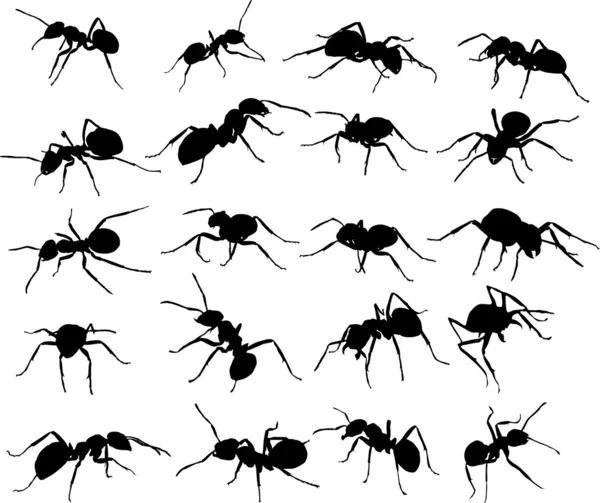 Dvacet mravenec siluety — Stockový vektor