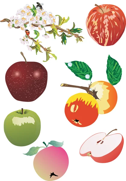 Apfelsammlung — Stockvektor