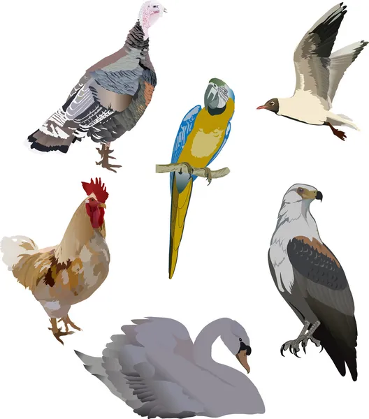 Sei colori collezione uccelli — Vettoriale Stock