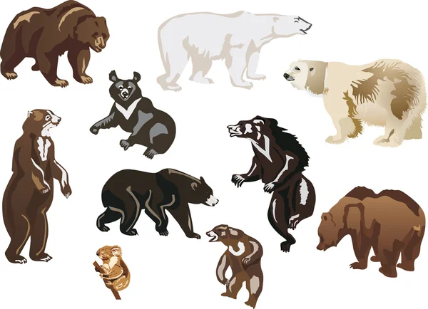 Χρώμα αρκούδες που απομονώνονται σε λευκό — Διανυσματικό Αρχείο
