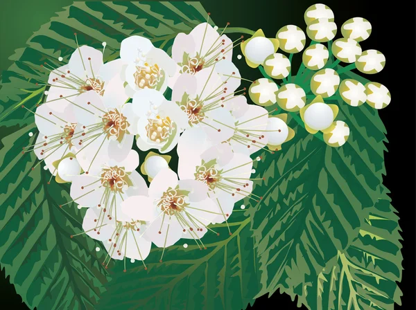 Bílé květy v zelené listoví ilustrace — Stockový vektor