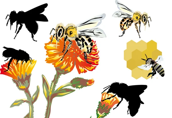 Arı ve çiçekler — Stok Vektör
