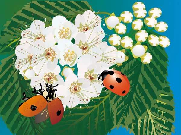 두 ladybirds, 흰색 꽃 — 스톡 벡터