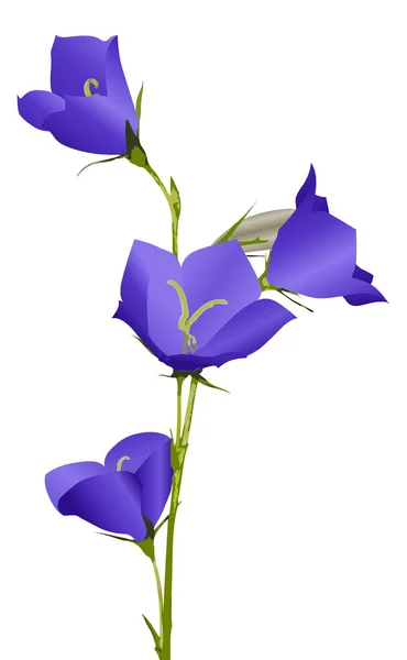 Blauwe campanula bloem illustratie — Stockvector
