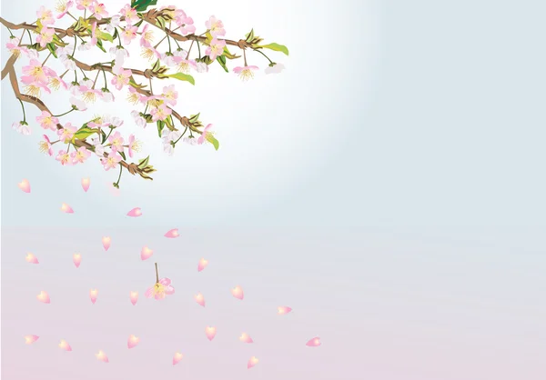 Cherry tree flowers fall illustration — Stock Vector
