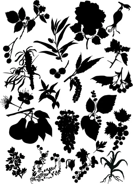 Izolované květy a plody siluety — Stockový vektor