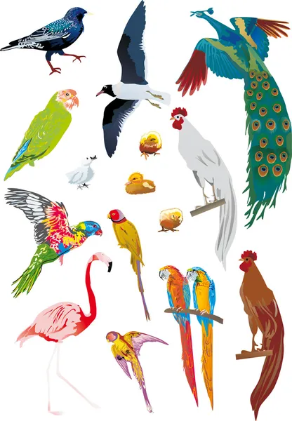 Conjunto de aves de diferentes colores — Vector de stock