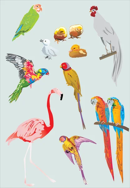 Papağan, tavuk, ördek, horoz ve flamingo — Stok Vektör