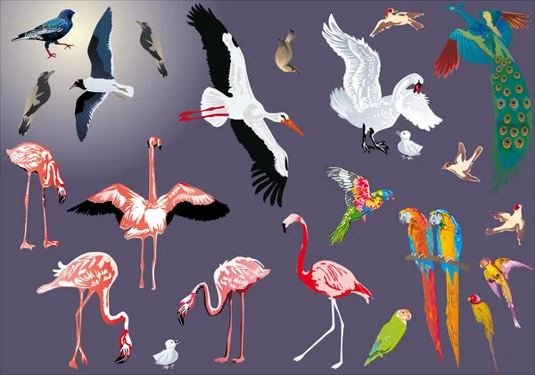 Large collection of color birds — Stock Vector