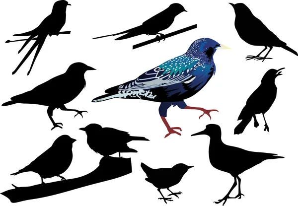 Starling and other birds — Stock Vector