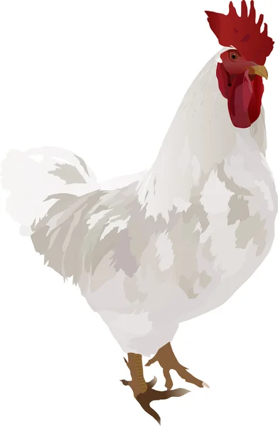 Gallo blanco ilustración — Vector de stock