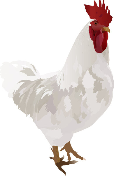 white rooster illustration