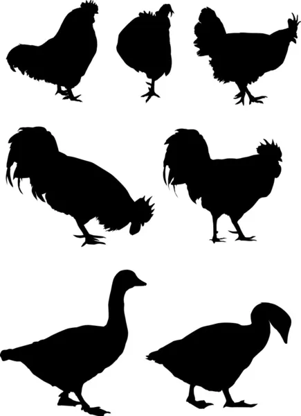 Gooses and roosters silhouettes — Stock Vector