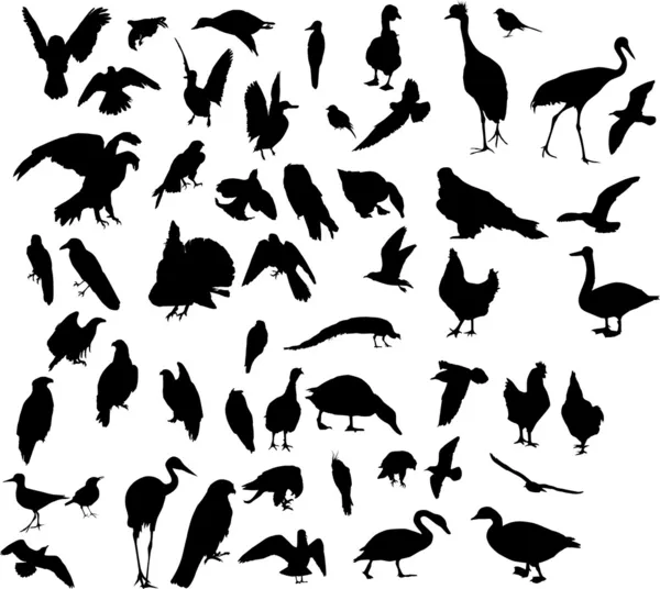 Femtio tre fågel silhuetter — Stock vektor