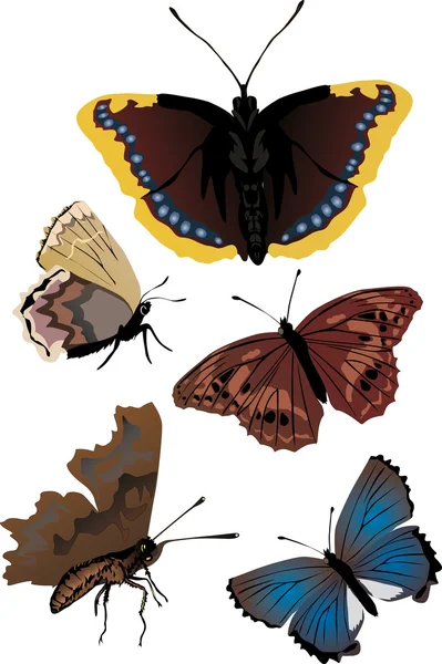 Set of five different butterflies — Stock Vector