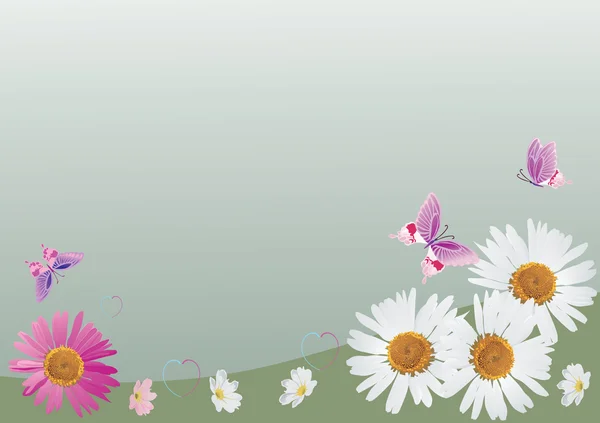 Camomiles i różowe motyle ilustracja — Wektor stockowy