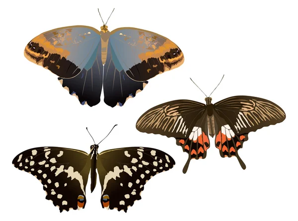 Tres mariposas sobre ilustración blanca — Archivo Imágenes Vectoriales