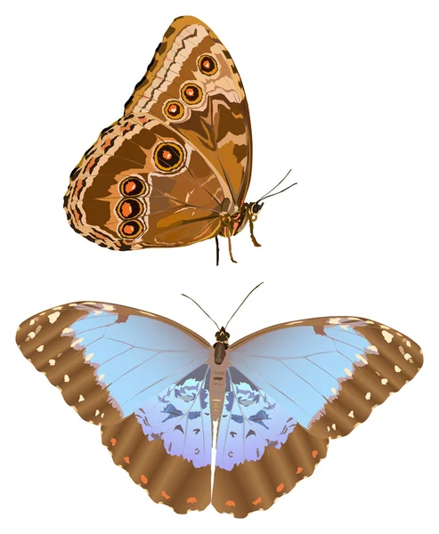 Illustration morpho bleu — Image vectorielle