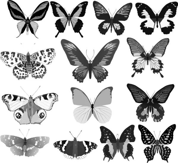 Quatorze borboletas cinzentas — Vetor de Stock