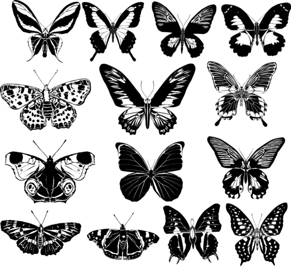 Fourteen black and white butterflies — Stock Vector