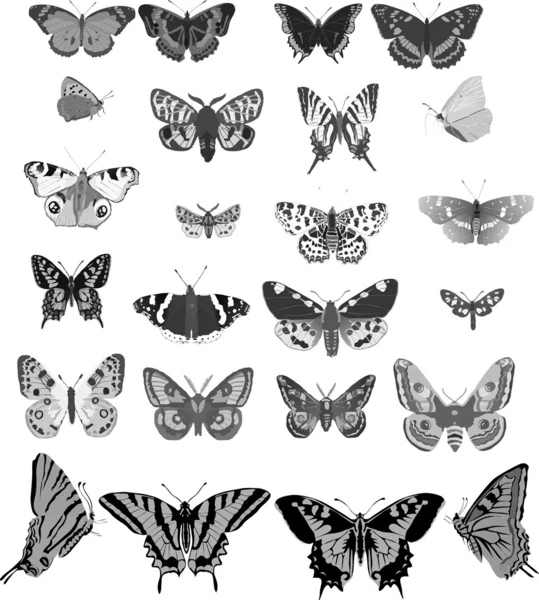 Vinte e quatro borboletas cinzentas — Vetor de Stock