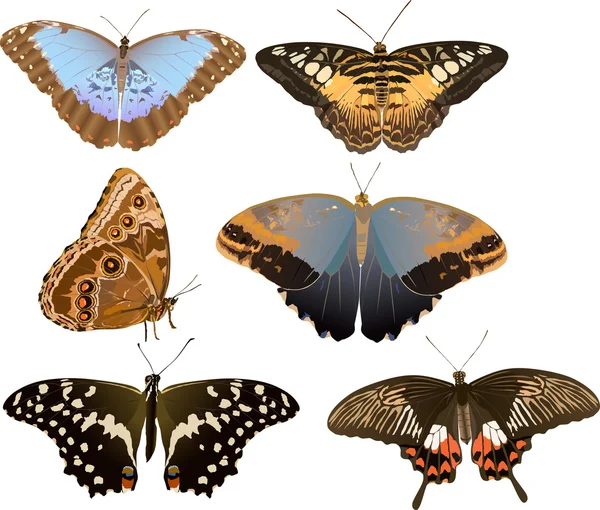 Six butterflies illustration — Stock Vector