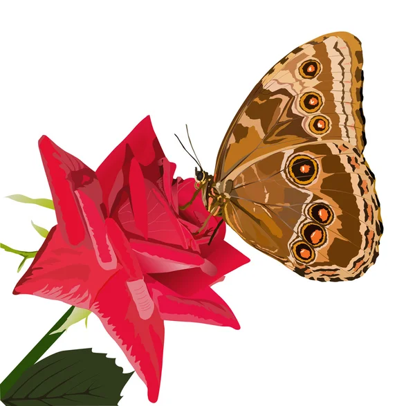 Mariposa morfo sobre rosa roja — Vector de stock