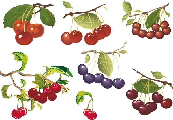 Raccolta di ciliegie rosse mature — Vettoriale Stock