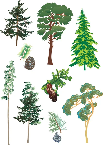 Коллекция хвойных деревьев — стоковый вектор