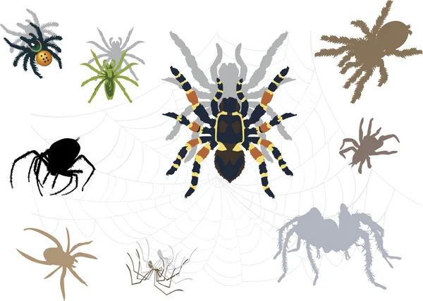 Örümcekler ve ağları — Stok Vektör