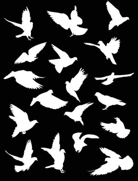 Dix-huit pigeons blancs — Image vectorielle