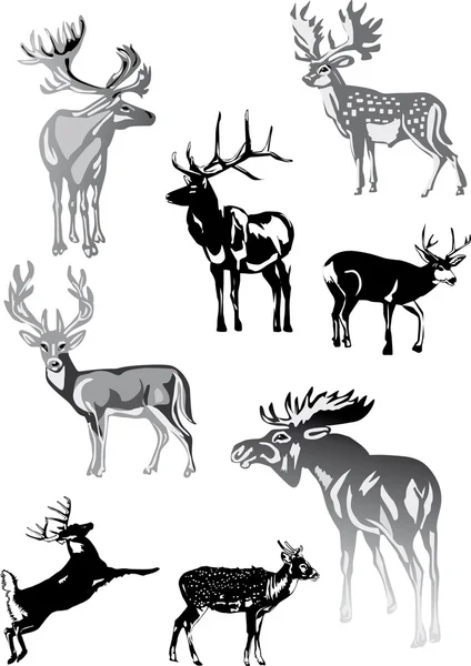 在白色的八个灰色鹿 — 图库矢量图片
