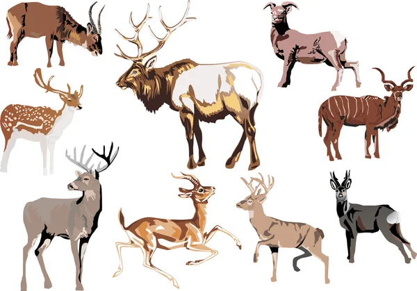 Neuf animaux à cornes — Image vectorielle
