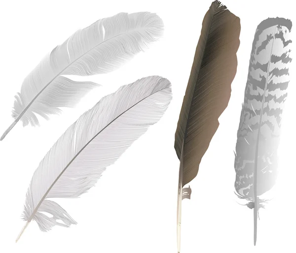 Four bird feathers illustration — Stock Vector