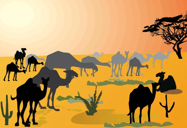 Kamele in heißer Wüste — Stockvektor